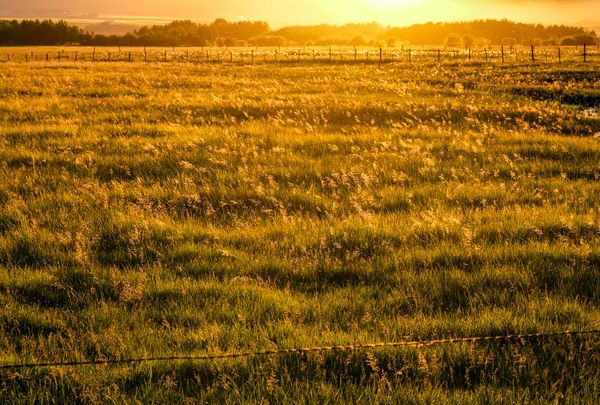 Soft meadow path winding through calm hills at golden hour